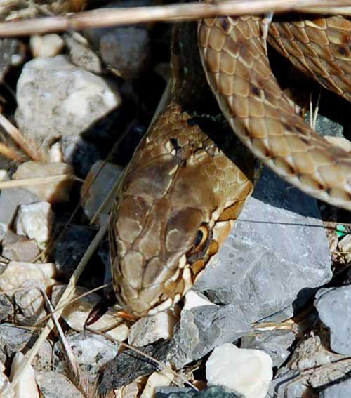 Photo.Montpellier.snake.France